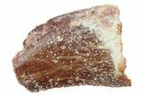 Bargain, Baby Carcharodontosaurus Tooth - Morocco #268888-1